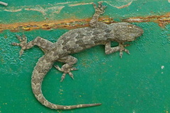 Hemidactylus flaviviridis