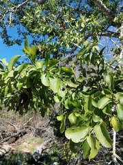 Sarcomphalus amole