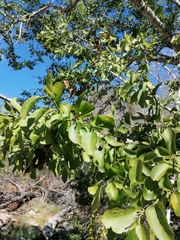 Sarcomphalus amole