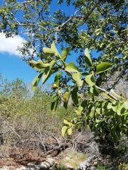 Sarcomphalus amole