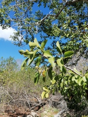 Sarcomphalus amole