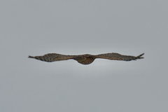 Accipiter gentilis