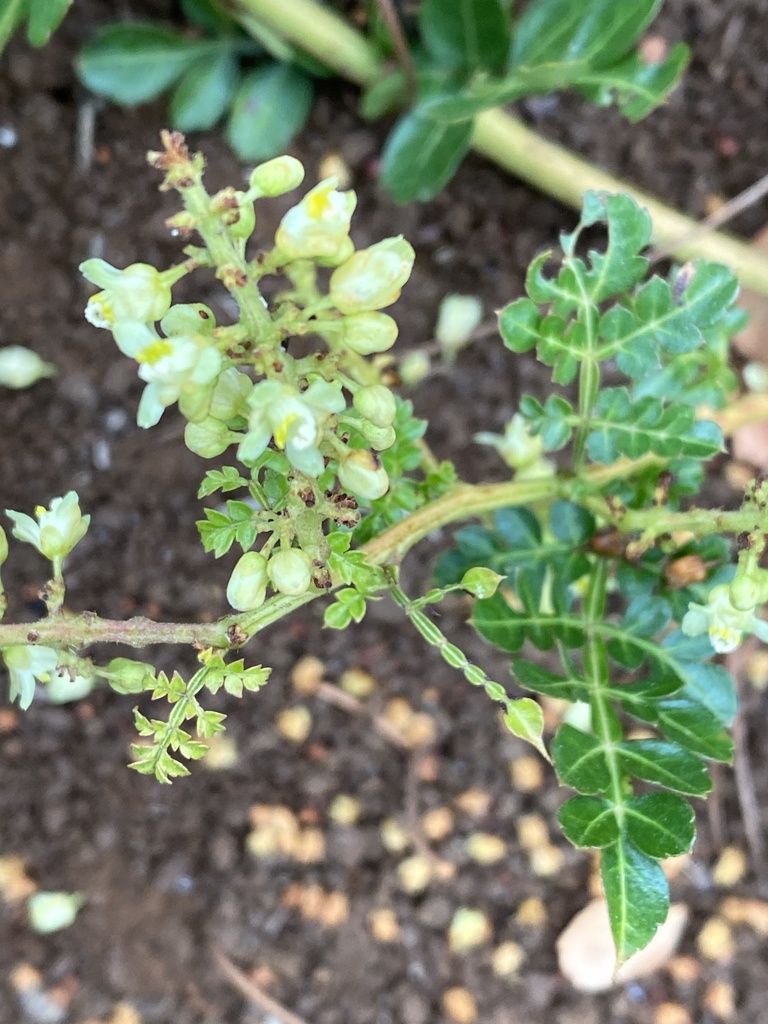 Serjania rachiptera