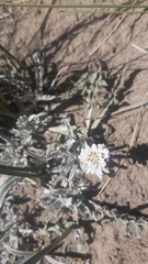 Leucheria candidissima