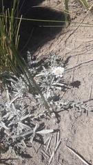 Leucheria candidissima