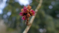 Acer saccharinum
