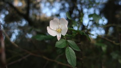 Rosa canina