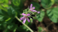 Erodium moschatum