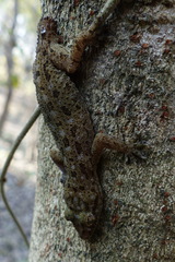 Hemidactylus kushmorensis