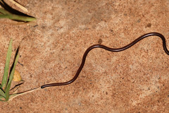 Leptotyphlopidae