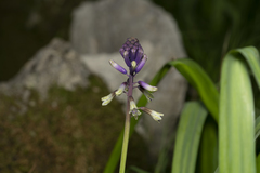 Bellevalia trifoliata