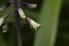 Bellevalia trifoliata