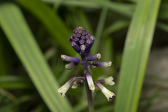 Bellevalia trifoliata