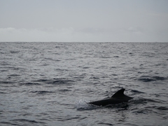 Globicephala macrorhynchus
