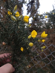 Ulex europaeus