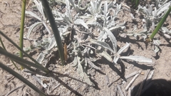 Leucheria candidissima