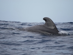 Globicephala macrorhynchus