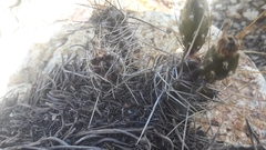 Austrocactus hibernus