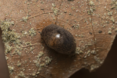 Deroceras neuteboomi