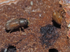 Polygraphus poligraphus