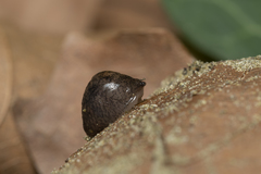 Deroceras neuteboomi