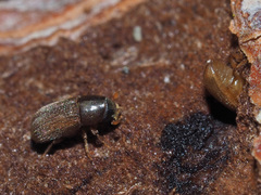 Polygraphus poligraphus