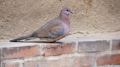 Streptopelia senegalensis