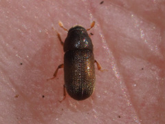 Polygraphus poligraphus