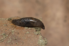 Deroceras neuteboomi