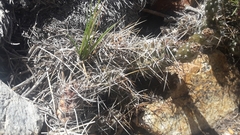 Austrocactus hibernus