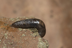 Deroceras neuteboomi