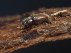 Polygraphus poligraphus