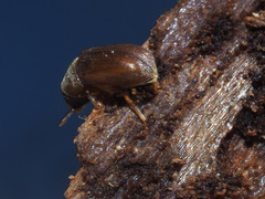 Polygraphus poligraphus