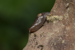 Deroceras neuteboomi