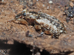 Dorytomus ictor