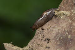 Deroceras neuteboomi