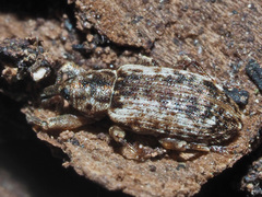 Dorytomus ictor