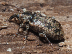 Dorytomus ictor