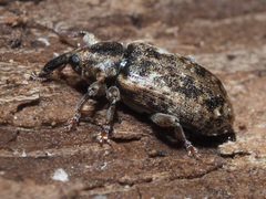Dorytomus ictor