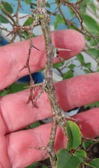 Oncoba spinosa