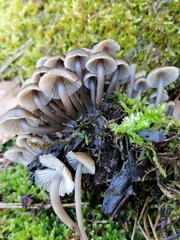 Mycena tintinnabulum