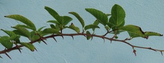 Oncoba spinosa