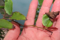 Oncoba spinosa