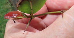 Oncoba spinosa