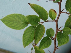 Oncoba spinosa