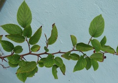 Oncoba spinosa