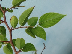Oncoba spinosa