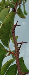 Oncoba spinosa