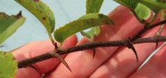 Oncoba spinosa