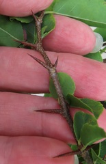 Oncoba spinosa